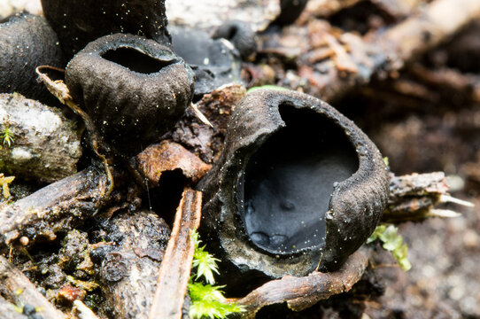 Macro photograph of a Urnula rhytidia, cup-shaped fungi growing among moss, twigs, and decaying organic matter on the damp forest floor.