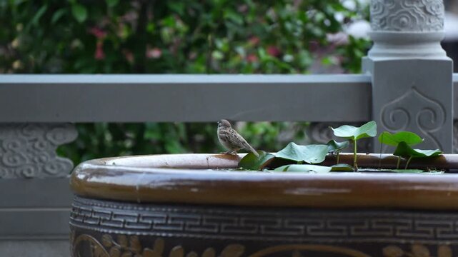 Small sparrow birdie standing by itself and flies away