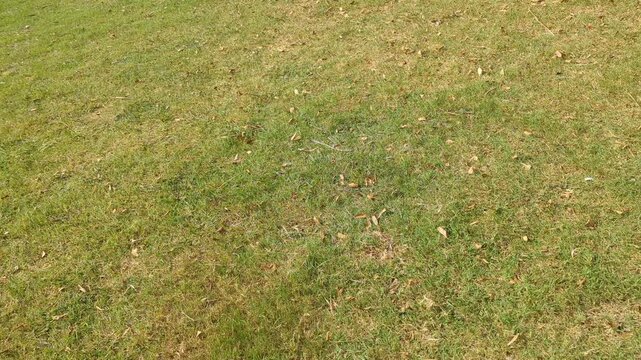 grass texture background