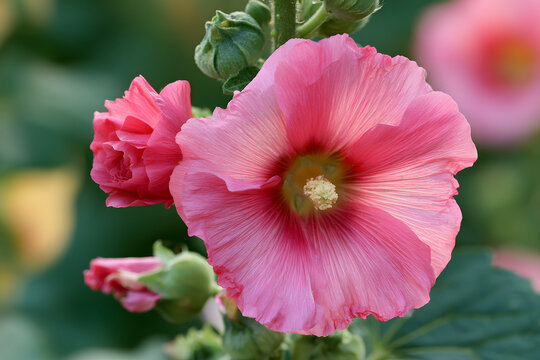 Hollyhocks in Bloom, Pink