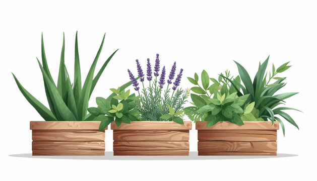 Vector herb crates with aloe, lavender, rosemary, mint, sage, and tropical leaves for botanical labels, organic shop, indoor garden, and wellness marketing