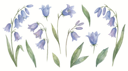 Fototapeta premium Watercolor illustration of bluebell flowers and green leaves on white background