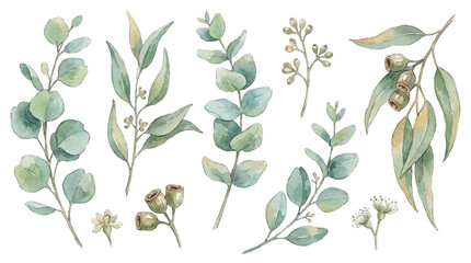 A collection of various eucalyptus leaves and branches with olives and flowers on a white background. © Avra