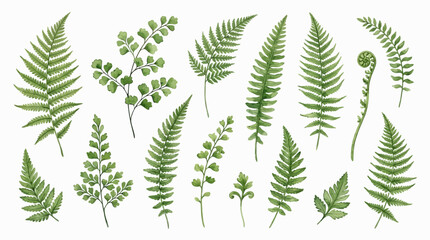 A collection of various green fern leaves and foliage arranged together © Avra