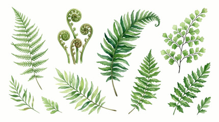 Various green ferns and leaves are arranged on a surface. © Avra