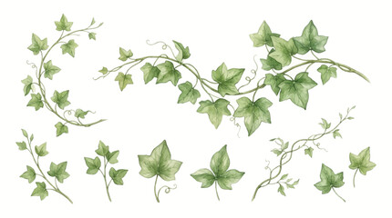Green ivy leaves and vines spread across a surface © Avra