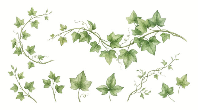 Green ivy leaves and vines spread across a surface