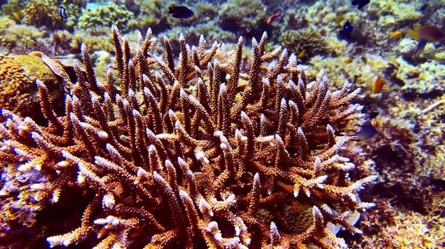 Vibrant coral reef ecosystem with colorful tropical fish swimming underwater.