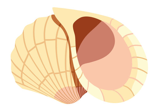 Open scallop shell with visible interior detail.
