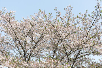 Naklejka premium Spring blossom tree branches under blue sky