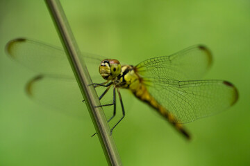 マユタテアカネ　Sympetrum eroticum © Chiho Oki