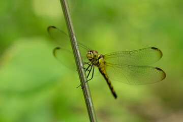 マユタテアカネ　Sympetrum eroticum © Chiho Oki