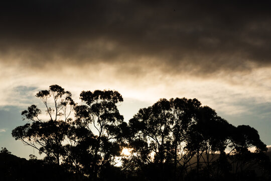 dramatic sunset with golden light dark clouds and eucalyptus trees
