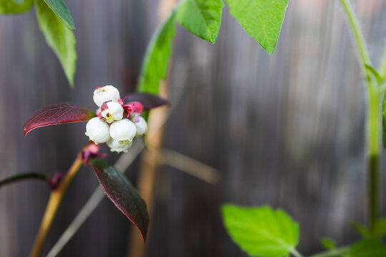 close up of blueberry plant with white flowers and wooden fence bokeh