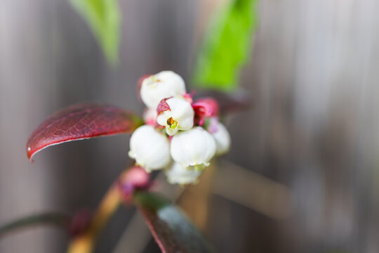 close up of blueberry plant with white flowers and wooden fence bokeh