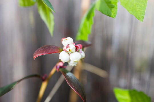 close up of blueberry plant with white flowers and wooden fence bokeh