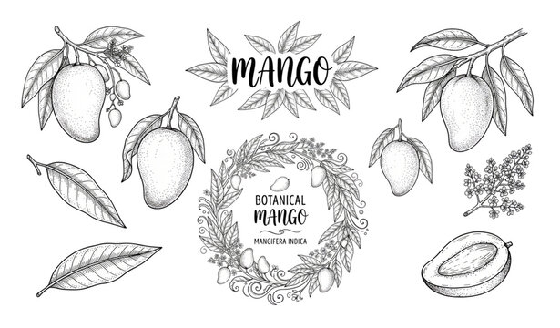 Untitled design - 1Create a premium hand-drawn vector collection of ripe mangoes isolated on a solid white background. Include 36 unique elements featuring whole mangoes, sliced mangoes, mango halves,