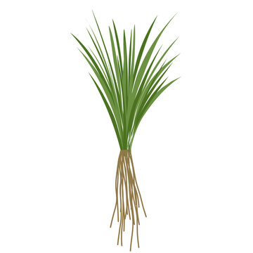 Vetiver grass vector with root. Illustration of a green vetiver grass plant with fragrant root. Vetiver root herbal plant. Flat design of vetiver grass. Vector of a fresh green vetiver grass plant