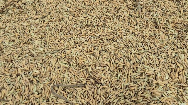 Close Up Texture Of Freshly Threshed Golden Paddy Grains In Bangladesh