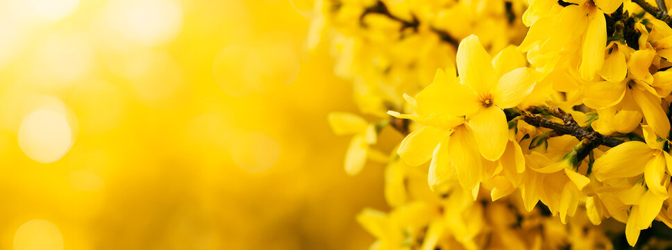 a spring foxy forsythia scene, against a floral backdrop, with copy space and defocused yellow lights