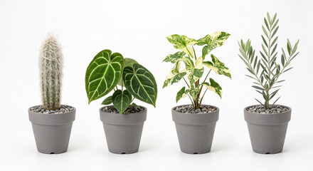 Fototapeta premium Collection of Rare Indoor Houseplants and Cactus in Pots Isolated on White Background