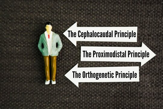 What are the three principles of growth? the cephalocaudal principle, the proximodistal principle, and the orthogenetic principle. 