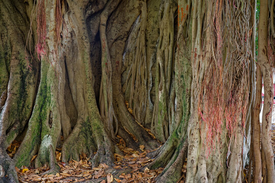 Massive banyan trunk and tangled aerial roots. in North Straub Park in St. Petersburg , Florida. 
Form a vaulted, mossy grove above a carpet of dry leaves, evoking age, mystery, and the dense textures