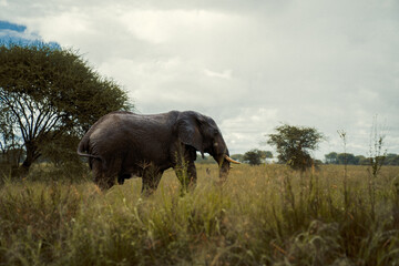 Fototapeta premium elephant in the wild