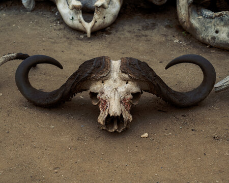water buffalo skull