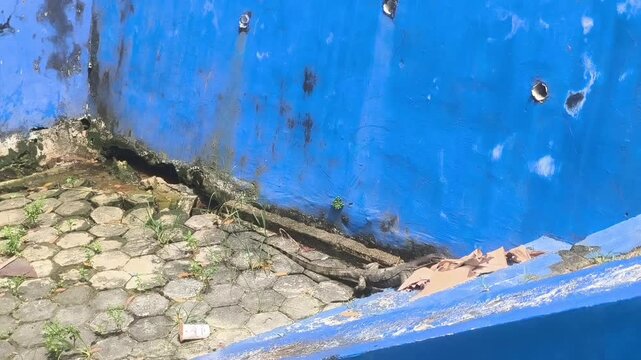 Wild monitor lizard crawling along a vibrant blue wall with peeling paint in an urban environment.