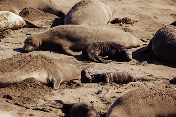 Fototapeta premium Elephant seals rest on a sandy beach in San Simeon, California. The seals are a common sight along the coast, especially during breeding season.