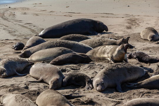 A colony of elephant seals rests on a sandy beach in Piedras Blancas, California, USA. The seals are a common sight along the coast.