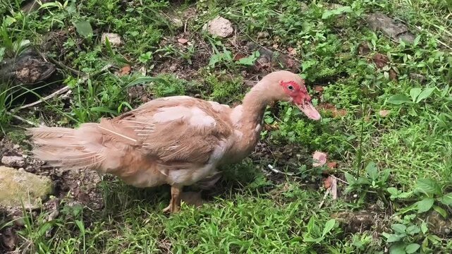 A brown domestic Muscovy duck standing calmly on a patch of green grass.