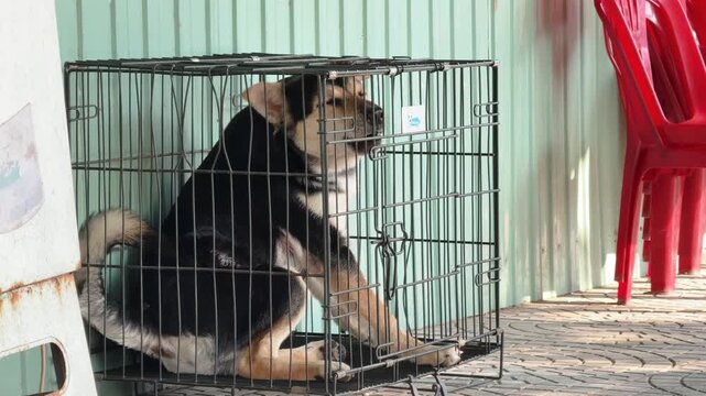 Aggressive Dog barking in Cramped Metal Cage