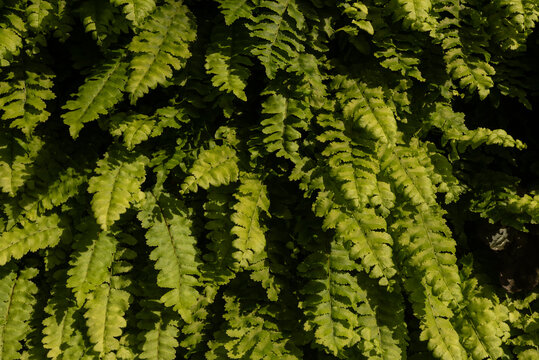 Dense carpet of green fern fronds.