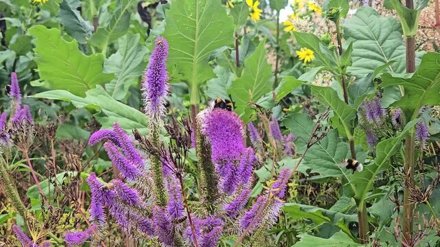 Bumblebees pollinating purple flowers in a sunny garden meadow footage.