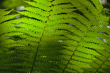 Close up of vibrant green fern leaves with natural sunlight in a tropical forest backdrop. © EkoPriyatno
