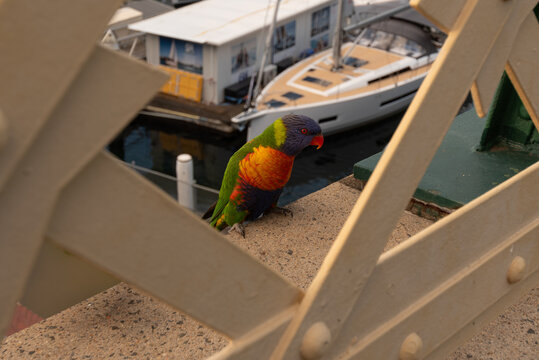 Wild rainbow lorikeet (trichoglossus moluccanus) perched on the parapet of Pyrmont Bridge over Darling Harbour, Sydney, New South Wales, Australia.