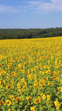 Vertical aerial video from drone of sunflower fields in Altai region.