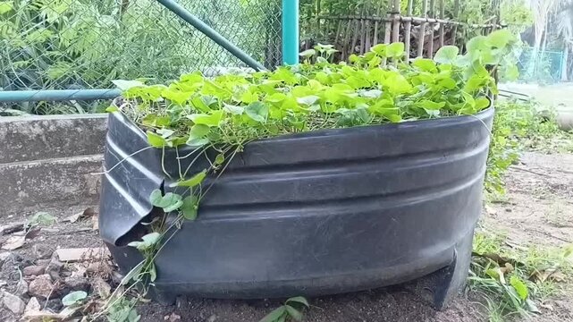 Recycled plastic water tank used as a container garden for gotukola Centella asiatica plant cultivation in Sri Lanka