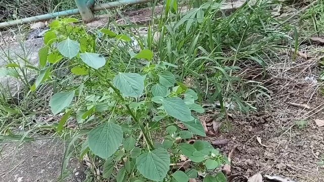 Acalypha indica Kuppameniya medicinal herb and Eleusine indica Balathana weed grass growing together in Sri Lanka garden