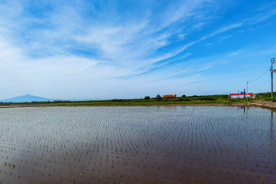 田植が終わった水田と青空の風景。ローカル鉄道が水田の中をゆっくり走る