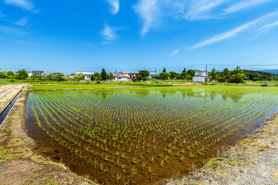 田植が終わった水田と青空の風景