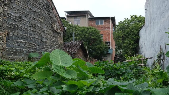 Overgrown vegetable garden beside weathered village houses in rural Hechi, Guangxi China. Authentic countryside dwelling. Concept of rural lifestyle, subsistence farming, and cultural heritage 怀远镇, 广西