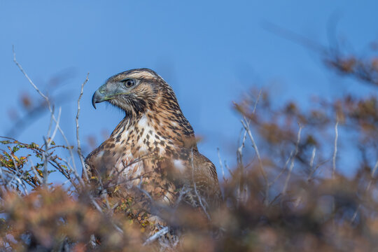black chested buzzard eagle perched in a bush Patagonia