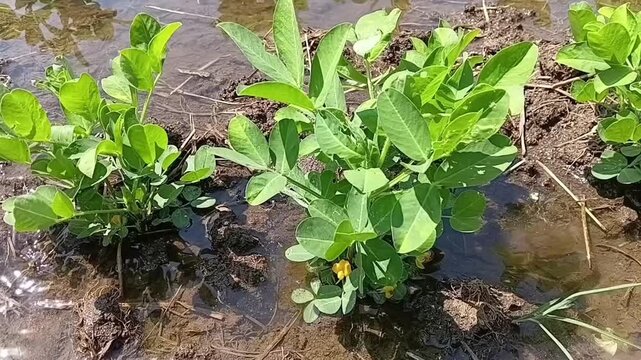 Close up top view of yellow blossoms on two thriving peanut Arachis hypogaea plants with clean irrigation water flowing along the muddy field bed.