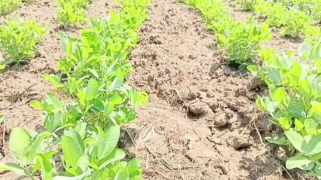 Lush green Arachis hypogaea peanut crop rows extending into distance in a large commercial agricultural farm in Sri Lanka