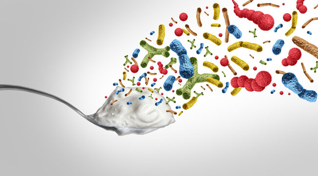 Active Bacterial Cultures and Yogurt Probiotic Bacteria containing live cultures of Lactobacillus and Bifidobacterium supporting digestive health gut microbiome balance and overall wellness.