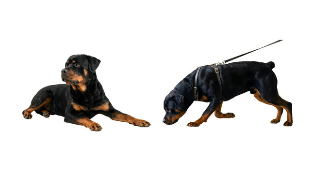 Rottweiler Dogs with Harness and Leash 