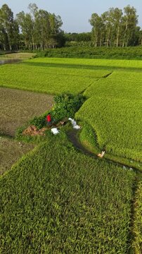 Lush green rice paddy fields with irrigation system and farmers working in rural landscape aerial